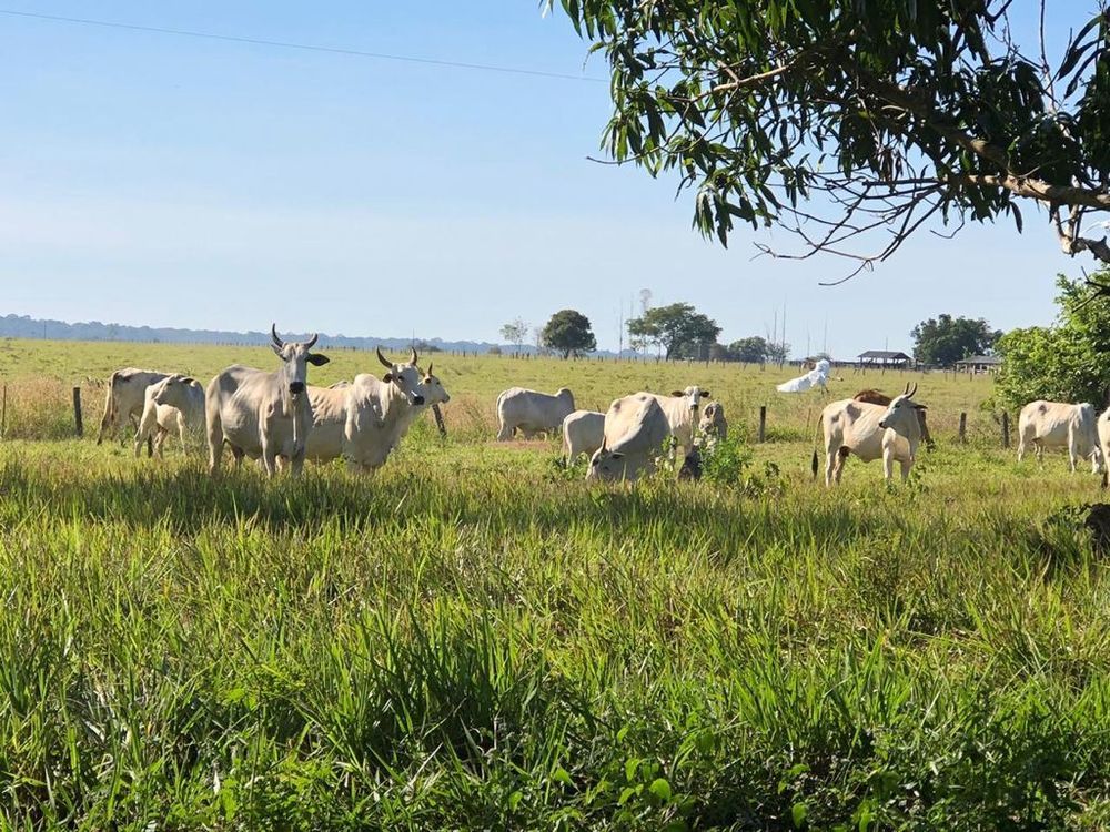 Sítio à venda 80 hectares em Nova Mutum MT por R 1 500 000 00